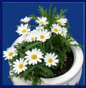 Marguerit