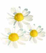 Margueritte