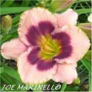 Marinello