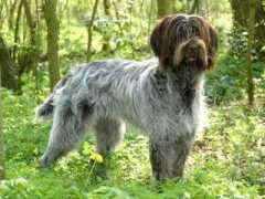 griffon.se Markesteijn