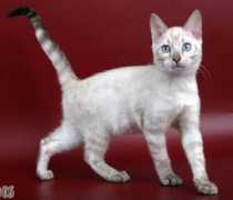bengals.ru Marmik