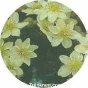 tuinkrant.com Marmoraria