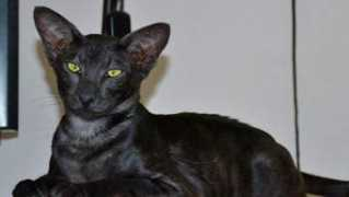 bonvoyage-cattery.sk Maryllin