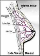 conganat.uninet.edu Masarelli