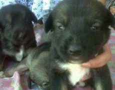 Mascoteros