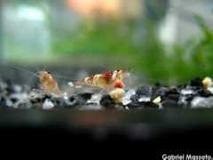 aquahobby.com Massoto