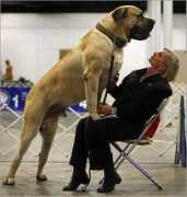 Mastiff