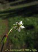 chileflora.com Mataquito