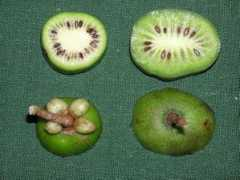 Matasaru