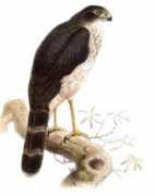Mateiro