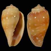 alboranshells.com Mattavelli