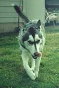 Maysha