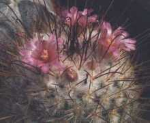 cactus.bendery.md Mbomb