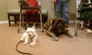 gunslingermastiffs.com Mcgiver