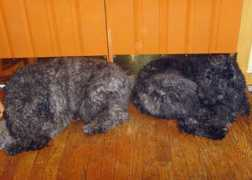 sleepingladysbouviers.com Mckaela