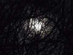 eclectica.org Mcnally