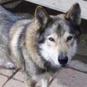 wolfman.com Mcquaid