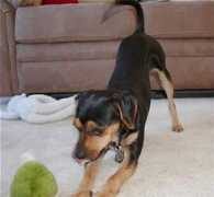 dogbreedinfo.com Meagle