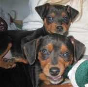dogbreedinfo.com Meagle