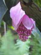 silvertom.fc2web.com Medhira