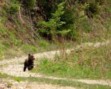 milanhrasko.blog.sme.sk Medvedik