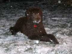 buckeyekennels.com Meeca