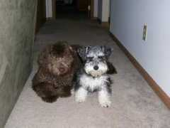 buckeyekennels.com Meeca