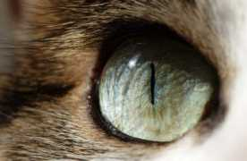 Meeow