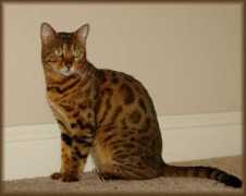 cheetahsdenbengals.com Meilani