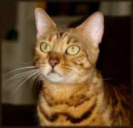 cheetahsdenbengals.com Meilani