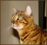 cheetahsdenbengals.com Meilani