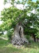 ketari.nirudia.com Meixedo