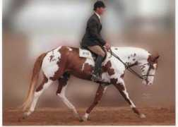stallionlocator.com Melane