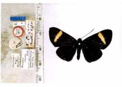 Melanis