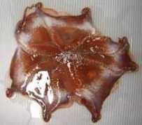 zukan-bouz.com Mendako