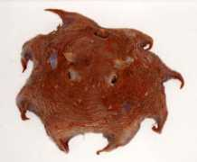 kochi-u.ac.jp Mendako