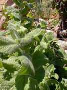 gardeninginarizona.com Mentha