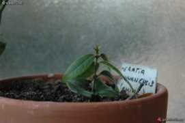 gardenbreizh.org Meratia