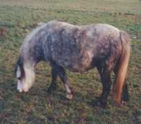 mayliestud.com Meredid