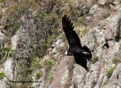 avespampa.com.ar Mermela