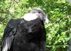 avespampa.com.ar Mermela