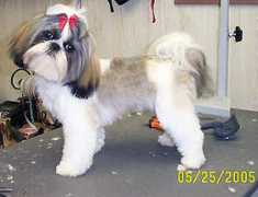 petgroomer.com Merovitz