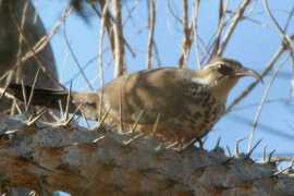 worldbirds.eu Mesite