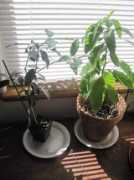 lifetransplanet.com Mexicola