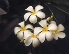 Mflower