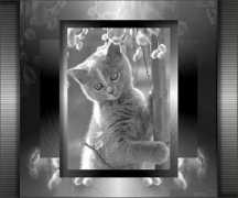 Miauw