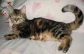 Miauw