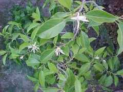 252fluckyplants.com Michelia