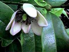 biologie.uni-ulm.de Michelia