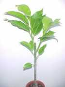 luckyplants.com Michelia